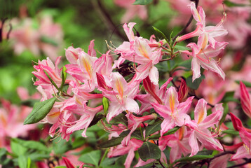 Western azalea, rhododendron occidentale  in flower © Alexandra