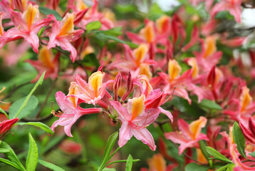 Western azalea, rhododendron occidentale  in flower