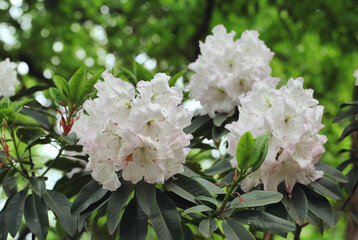 White Californian rhododendron in flower