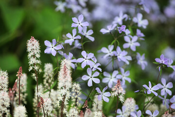 Phlox divaricata 'Clouds of Perfume' and Tiarella wherry 'Wherry's Foam Flower' in bloom