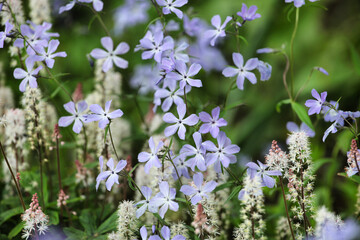 Phlox divaricata 'Clouds of Perfume' and Tiarella wherry 'Wherry's Foam Flower' in bloom