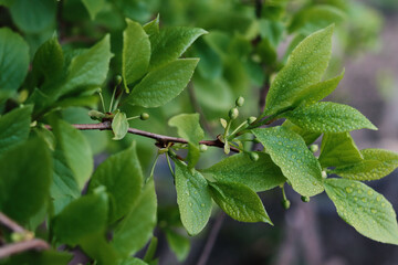 Chinese lemongrass in our garden