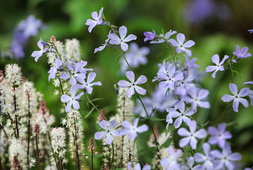 Phlox divaricata 'Clouds of Perfume' and Tiarella wherry 'Wherry's Foam Flower' in bloom