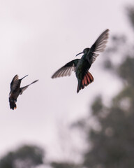 A pair of hummingbirds flying and fighting for territory