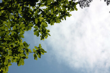 natural background - oak branches against cloudy sky