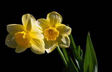 Backyard Daffodils