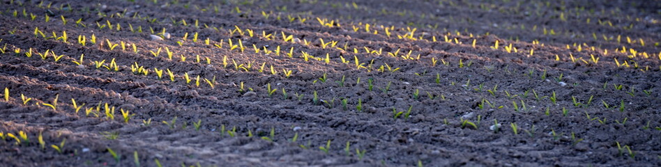 plantation de maïs