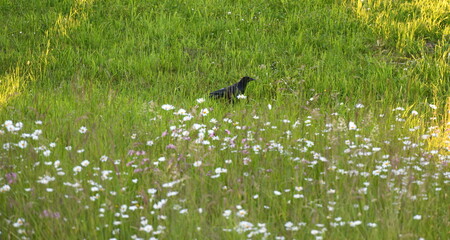 corbeau © rachid amrous
