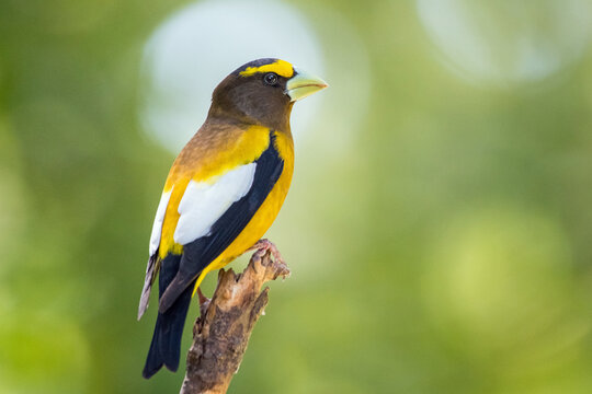 A male evening grosbeak perched in the sunlight.
