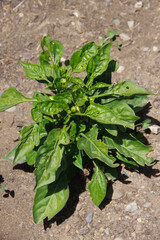 Full frame close-up view of a fresh green basil plant growing in a garden