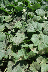 Naklejka premium Full frame close-up view of green zucchini plants growing in a garden