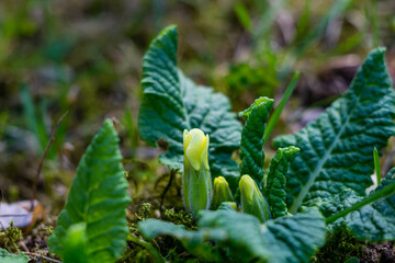 Flowers in the garden. High quality photo.