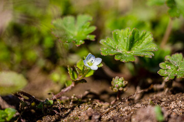 Flowers in the garden. High quality photo.