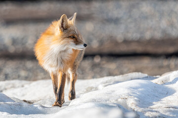 One red wild fox seen walking across a snowy landscape in northern Canada during spring time. Blurred background in Yukon Territory. 