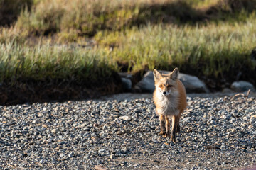 One red wild fox seen walking across a rocky landscape in northern Canada during spring time. 