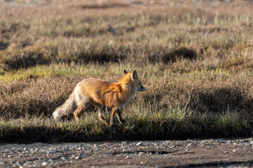 One red wild fox seen walking across a dry landscape in northern Canada during spring time. 