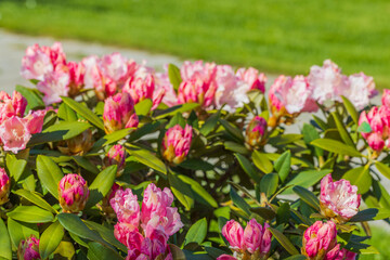 Beautiful view of blooming pink rhododendron flower. 