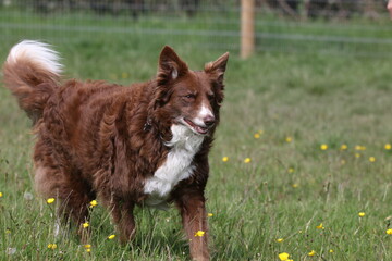 Brown Border Collie walking in field 