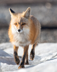One red wild fox seen walking across a snowy landscape in northern Canada during spring time. Blurred background in Yukon Territory. 