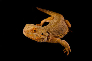 Bearded dragon on black background