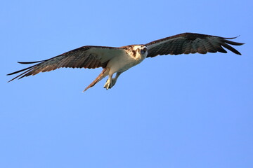 Osprey, Pandion haliaetus, Saint Andrews Sate Park, Florida, USA