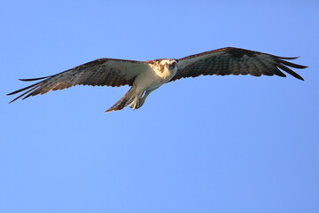 Osprey, Pandion haliaetus, Saint Andrews Sate Park, Florida, USA