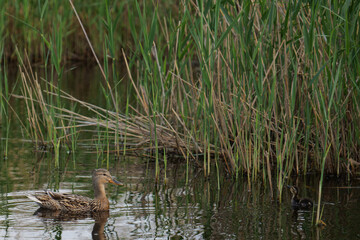 wild duck with duckling on lake beside a green reeds 