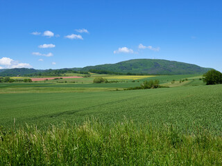 Fototapeta premium green field with blue sky