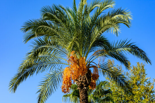 Bunches of ripe fruits on a green date palm tree