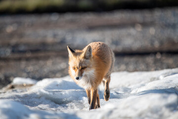 One red wild fox seen walking across a snowy landscape in northern Canada during spring time. Blurred background in Yukon Territory. 