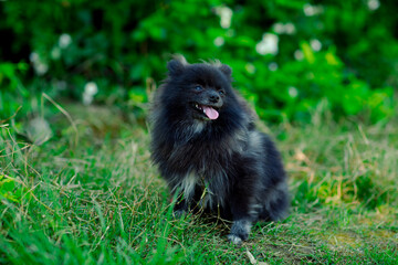 a small, black, domestic dog of the Pomeranian breed sits under a green tree in the park
