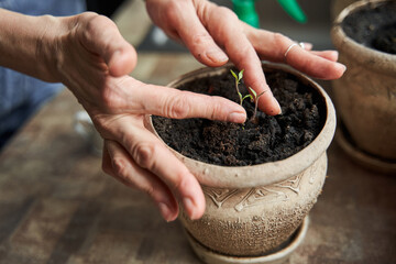 Woman looking attentively at the leafs of her domestic plants and touching to it
