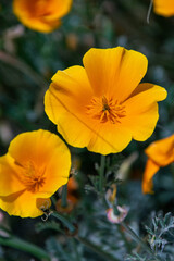 Eschscholzia californica pertenece a la familia Papaveraceae
