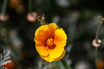 Obraz premium Eschscholzia californica pertenece a la familia Papaveraceae