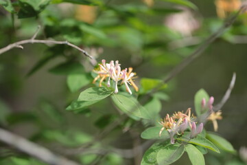 Fragrant Honeysuckle on a branch