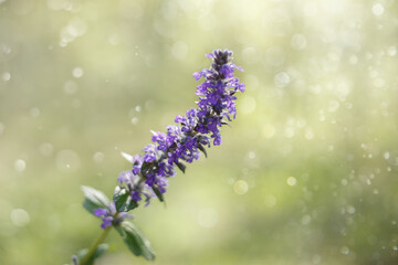 flowers in the garden © Виола Заварзина