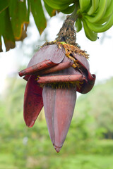 banana blossom in garden