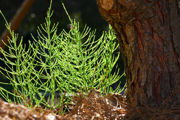 field horsetail