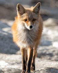 Naklejka na ściany i meble One red wild fox seen walking across a snowy landscape in northern Canada during spring time. Blurred background in Yukon Territory. 
