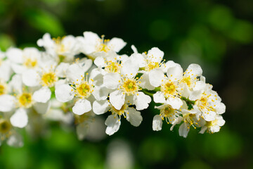 A small twig with flowers.