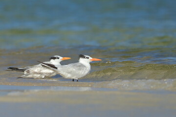 Royal tern, Thalasseus maximus, Saint Andrews Sate Park, Florida, USA