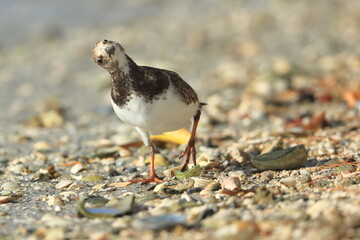 Obraz premium Ruddy Turnstone, Arenaria interpres, Saint Andrews Sate Park, Florida, USA