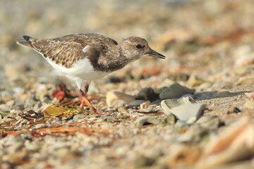Ruddy Turnstone, Arenaria interpres, Saint Andrews Sate Park, Florida, USA