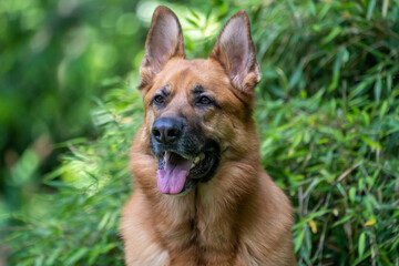Portrait of a purebred german sheppard dog