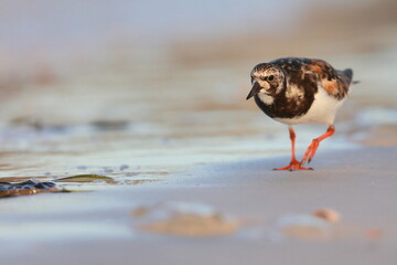 Ruddy Turnstone, Arenaria interpres, Saint Andrews Sate Park, Florida, USA