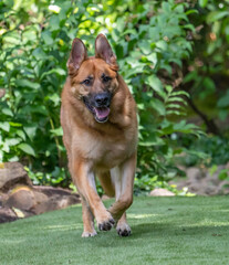 Portrait of a purebred german sheppard dog running in a lawn arera
