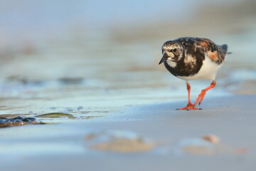 Ruddy Turnstone, Arenaria interpres, Saint Andrews Sate Park, Florida, USA