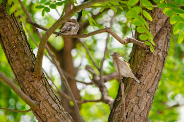 Jilgueros jóvenes en una rama