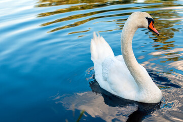 Naklejka premium A white majestic swan floats in front of a wave of water. Young swan in the middle of the water. Drops on a wet head.
