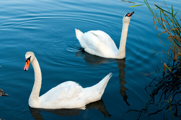 white swans group on the lake swim well under the bright sun